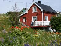 Lupinen und Mohnblüte vor einem Haus - Lofoten